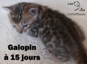 2017-04-21 Chat Benga GALOPIN a 15 jours (6)