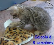 2017-05-24 Chat bengal Galopin a 8 semaines (1)