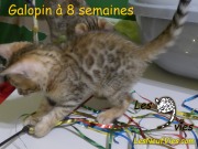 2017-05-24 Chat bengal Galopin a 8 semaines (4)