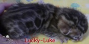 2019-01-07 Chat bengal LUCKY-LUKE (2)