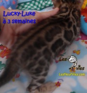 2019-01-14 chat bengal Lucky-Luke (18)