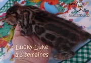 2019-01-14 chat bengal Lucky-Luke (2)