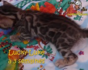 2019-01-14 chat bengal Lucky-Luke (22)