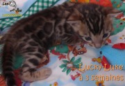 2019-01-14 chat bengal Lucky-Luke (24)