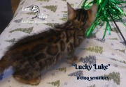 2019-01-28 Lucky Luke - chat bengal (1)