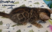 2019-01-28 Lucky Luke - chat bengal (10)