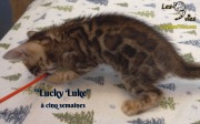 2019-01-28 Lucky Luke - chat bengal (11)