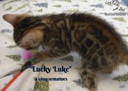 2019-01-28 Lucky Luke - chat bengal (12)