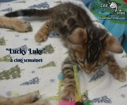 2019-01-28 Lucky Luke - chat bengal (13)