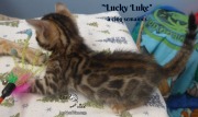 2019-01-28 Lucky Luke - chat bengal (14)