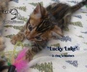 2019-01-28 Lucky Luke - chat bengal (15)