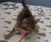 2019-01-28 Lucky Luke - chat bengal (19)