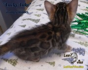 2019-01-28 Lucky Luke - chat bengal (2)