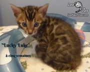 2019-01-28 Lucky Luke - chat bengal (21)