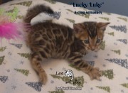 2019-01-28 Lucky Luke - chat bengal (3)