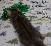 2019-01-28 Lucky Luke - chat bengal (4)