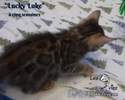 2019-01-28 Lucky Luke - chat bengal (6)