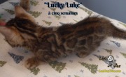 2019-01-28 Lucky Luke - chat bengal (7)