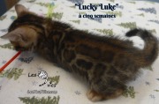 2019-01-28 Lucky Luke - chat bengal (9)