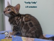 2019-02-21 Lucky Luke Chat bengal (1)