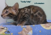 2019-02-21 Lucky Luke Chat bengal (2)