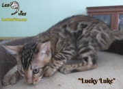 2019-03-19 Chat bengal Lucky Luke (1)