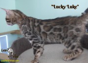 2019-03-19 Chat bengal Lucky Luke (22)