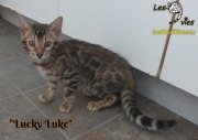 2019-03-19 Chat bengal Lucky Luke (27)