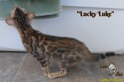 2019-03-19 Chat bengal Lucky Luke (30)