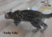 2019-03-19 Chat bengal Lucky Luke (33)