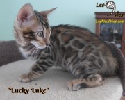 2019-03-19 Chat bengal Lucky Luke (39)