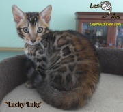 2019-03-19 Chat bengal Lucky Luke (7)