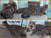 2019-03-27 Chat bengal Lucky Luke - montage photo du chat bengal