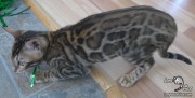2019-04-07 Chat bengal Lucky Luke (6)