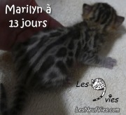 2017-11-29 chatte bengale Marilyn (2)