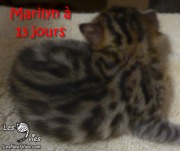 2017-11-29 chatte bengale Marilyn (4)