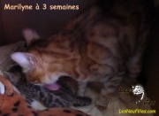 2017-12-07 chatte bengale Marilyn (23)