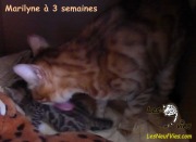 2017-12-07 chatte bengale Marilyn (23)