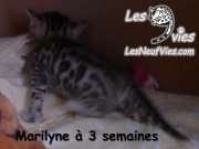 2017-12-07 chatte bengale Marilyn (24)