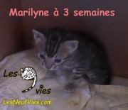 2017-12-07 chatte bengale Marilyn (25)