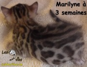 2017-12-07 chatte bengale Marilyn (3)