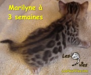 2017-12-07 chatte bengale Marilyn (4)