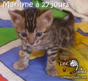 2017-12-13 Chatte bengale Marilyn (1)