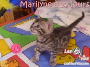 2017-12-13 Chatte bengale Marilyn (2)