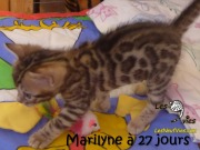 2017-12-13 Chatte bengale Marilyn (3)
