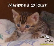 2017-12-13 Chatte bengale Marilyn (4)