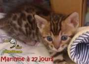 2017-12-13 Chatte bengale Marilyn (5)