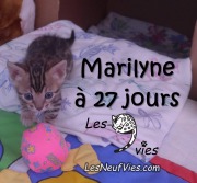 2017-12-13 Chatte bengale Marilyn (6)