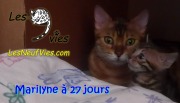2017-12-13 Chatte bengale Marilyn (7)