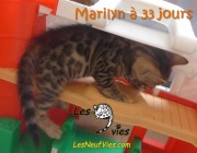 2017-12-19 Chatte bengale Marilyn (1)